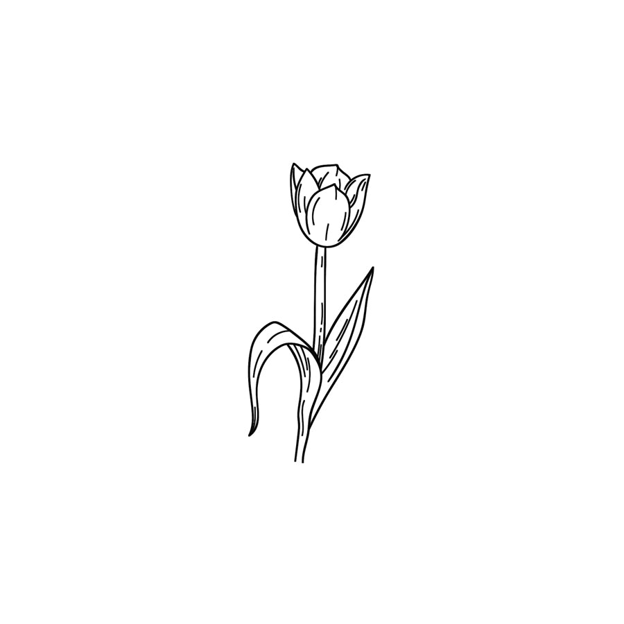 Tulpe