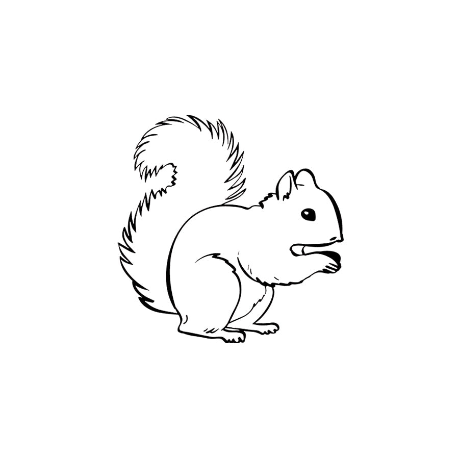 squirrel 🖤